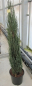 Preview: Juniperus scopulorum Blue Arrow 1